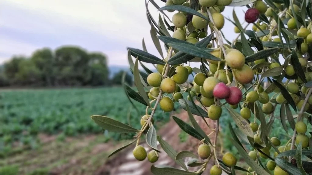 Roben 4.000 quilos d'olives d'un pagès de Mont-roig del Camp.