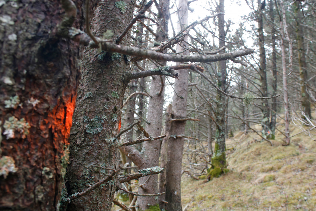 La finca forestal on es faran treballs de gestió a Molló